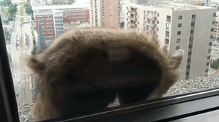 Internet nín thở dõi theo chú gấu mèo liều lĩnh leo lên tòa nhà chọc trời