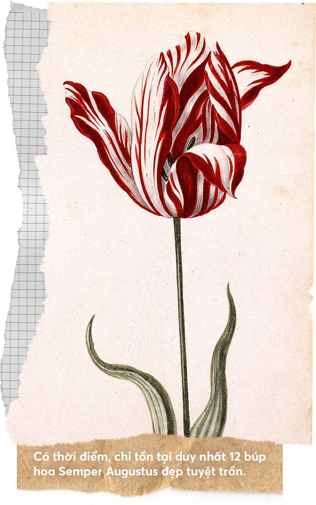 Một khóm hoa tulip dính virus đã tạo nên bong bóng tài chính nổi tiếng nhất lịch sử nhân loại như thế nào? - Ảnh 5.