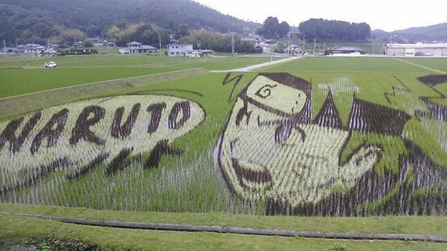 [Vui] Chỉ có tại Nhật Bản, người ta mới có thể vẽ tranh ngay trên ruộng lúa! - Ảnh 4.