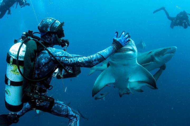 Close-up of rare moment when divers play with "ocean killer"