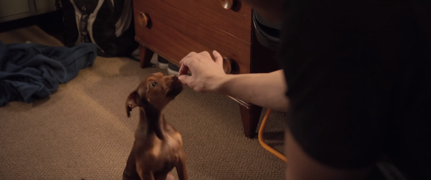 Tổng hợp những thú vui đáng yêu của nàng cún Bella trong A Dog’s Way Home - Ảnh 2.