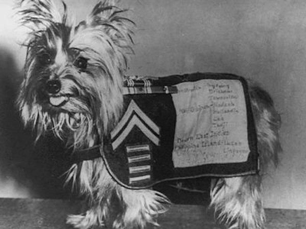 Chú chó tí hon bỗng chốc trở thành siêu chiến binh trong Thế chiến II - Ảnh 5.