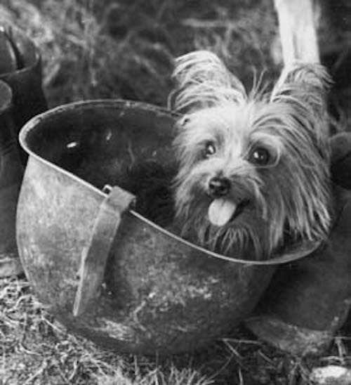 Chú chó tí hon bỗng chốc trở thành siêu chiến binh trong Thế chiến II - Ảnh 3.