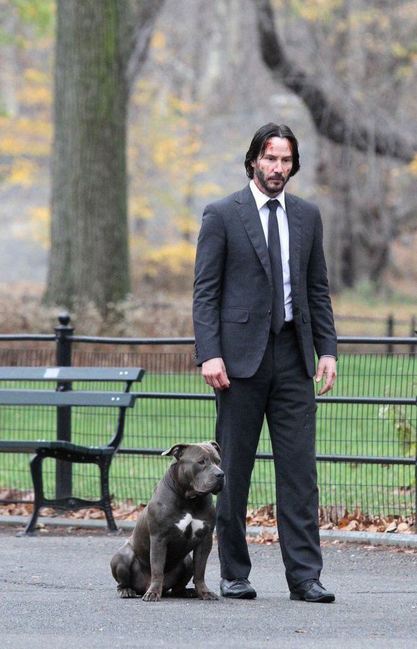 Assassin John Wick: Crazy dog ​​lover in the movie, but what is the truth in real life? - Photo 2.