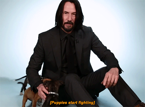 Assassin John Wick: Crazy dog ​​lover in the movie, but what is the truth in real life? - Photo 7.