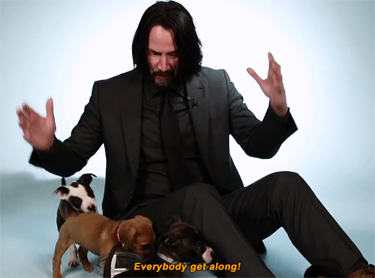 Assassin John Wick: Crazy dog ​​lover in the movie, but what is the truth in real life? - Photo 8.