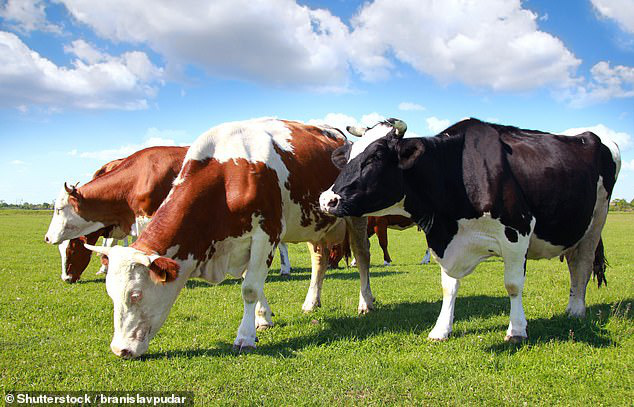 Nghịch lý trớ trêu: Hàng loạt học sinh tiểu học ở Anh tin rằng bò... đẻ ra trứng gà - Ảnh 1.