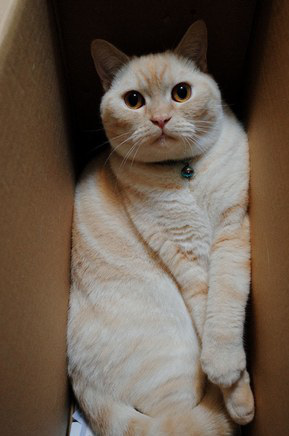 Khoa học giải thích: Tại sao lũ mèo thích hộp? - Ảnh 2.