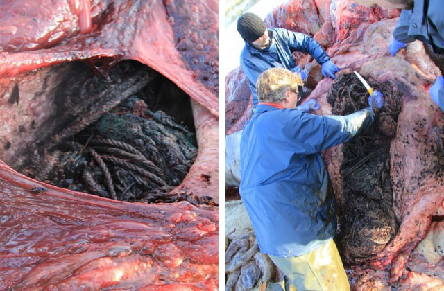 Con cá voi chết bên bờ biển Scotland với 100 kg rác thải trong bụng - Ảnh 2.