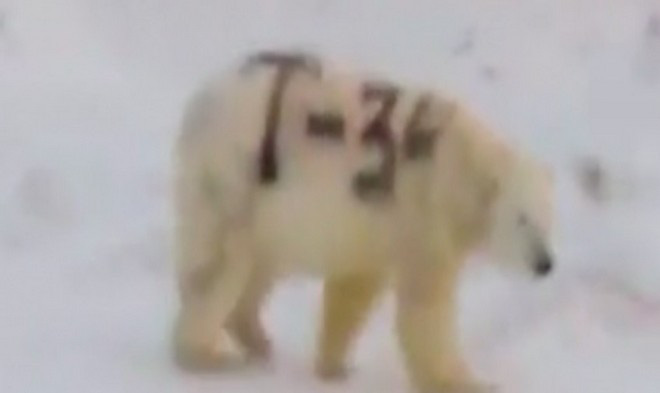 Hành vi sơn graffiti lên lông của một con gấu Bắc Cực chẳng khác nào chúng ta đang đối xử tàn nhẫn đối với thiên nhiên - Ảnh 2.
