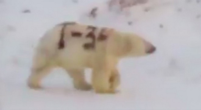 Hành vi sơn graffiti lên lông của một con gấu Bắc Cực chẳng khác nào chúng ta đang đối xử tàn nhẫn đối với thiên nhiên - Ảnh 1.