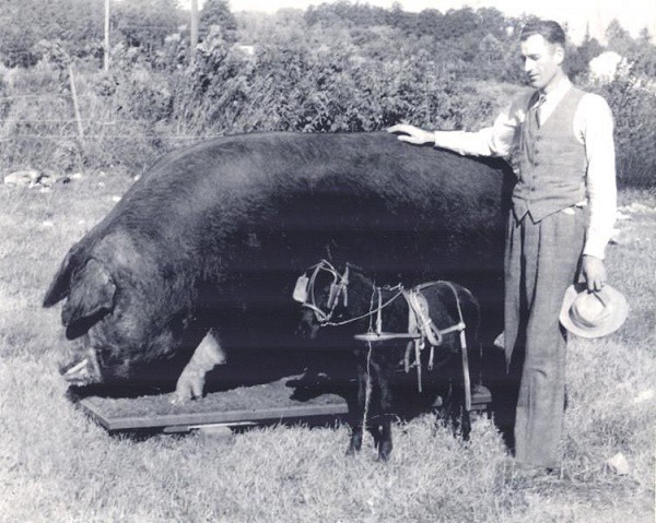 Những kỷ lục khó đỡ được ghi vào sách Guinness của họ nhà lợn mà đảm bảo rất ít người được nghe - Ảnh 1.