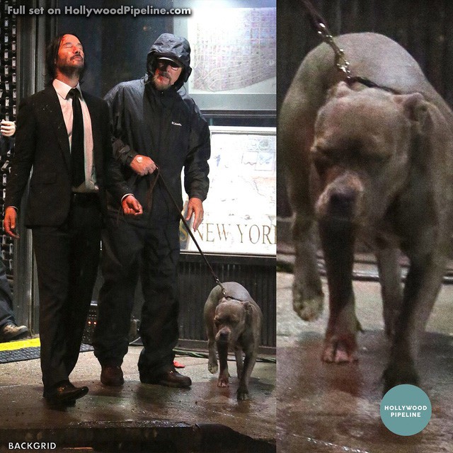 Dog version of John Wick appears: When the puppy avenges his murdered owner - Photo 2.
