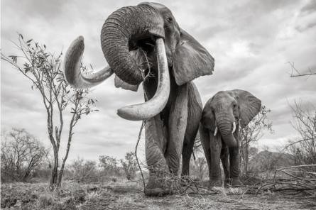 Những hình ảnh cuối cùng về voi nữ hoàng của Kenya với đôi ngà đẹp nhất thế giới, chạm tới đất - Ảnh 1.