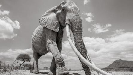 Những hình ảnh cuối cùng về voi nữ hoàng của Kenya với đôi ngà đẹp nhất thế giới, chạm tới đất - Ảnh 5.