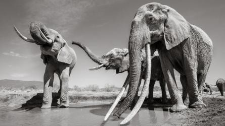 Những hình ảnh cuối cùng về voi nữ hoàng của Kenya với đôi ngà đẹp nhất thế giới, chạm tới đất - Ảnh 6.