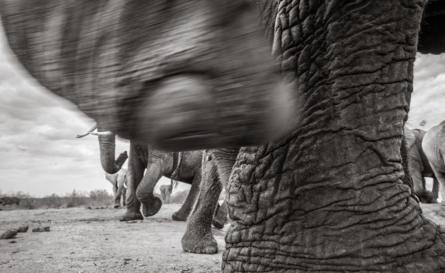 Những hình ảnh cuối cùng về voi nữ hoàng của Kenya với đôi ngà đẹp nhất thế giới, chạm tới đất - Ảnh 4.