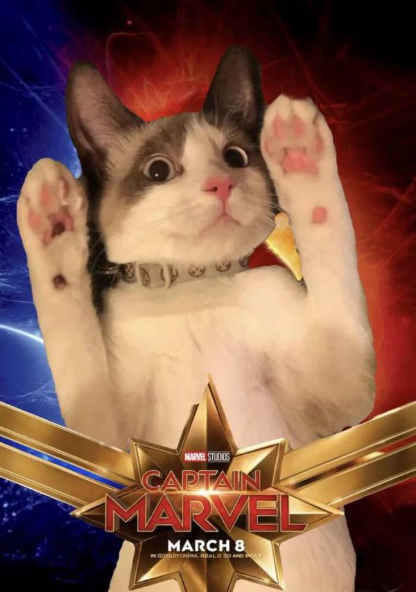 Cười rụng răng khi mèo nhà tạo dáng thành quàng thượng trong Captain Marvel - Ảnh 7.