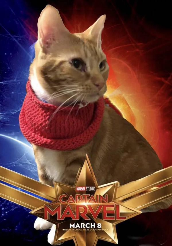 Cười rụng răng khi mèo nhà tạo dáng thành quàng thượng trong Captain Marvel - Ảnh 8.