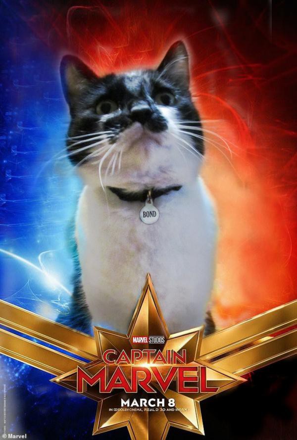 Cười rụng răng khi mèo nhà tạo dáng thành quàng thượng trong Captain Marvel - Ảnh 10.