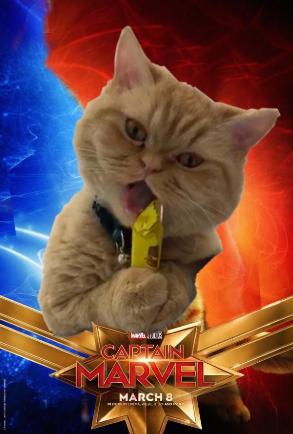 Cười rụng răng khi mèo nhà tạo dáng thành quàng thượng trong Captain Marvel - Ảnh 11.