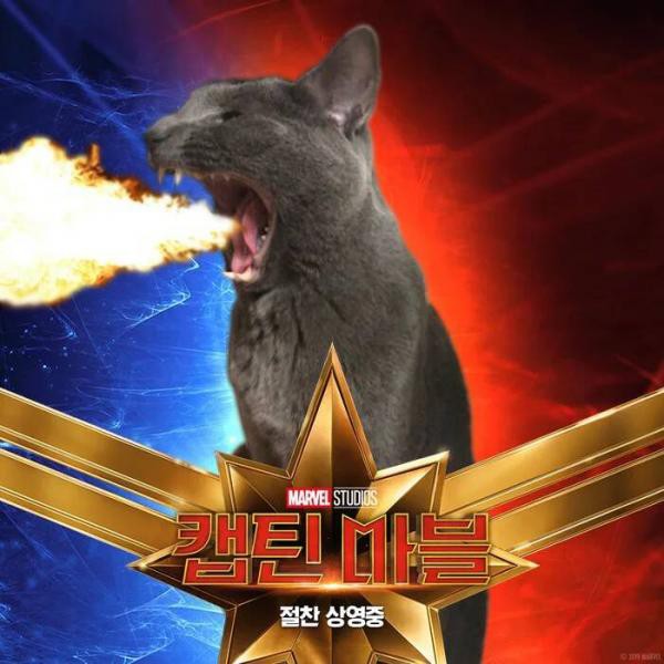 Cười rụng răng khi mèo nhà tạo dáng thành quàng thượng trong Captain Marvel - Ảnh 3.