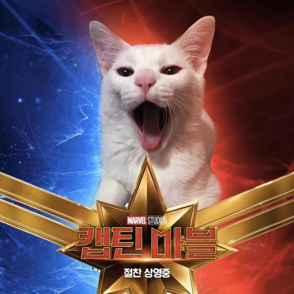 Cười rụng răng khi mèo nhà tạo dáng thành quàng thượng trong Captain Marvel - Ảnh 6.