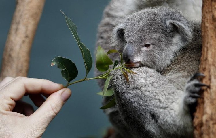 nhung-dieu-can-biet-koala