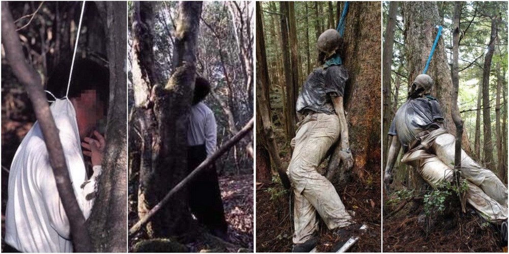7 sự thật ít ai biết về Aokigahara - khu rừng tự sát khét tiếng ở Nhật Bản