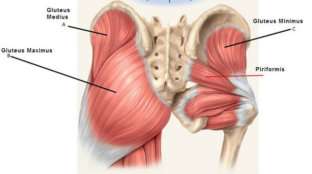 Bí ẩn đố bạn biết: Tại sao con người có mông? - Ảnh 2.