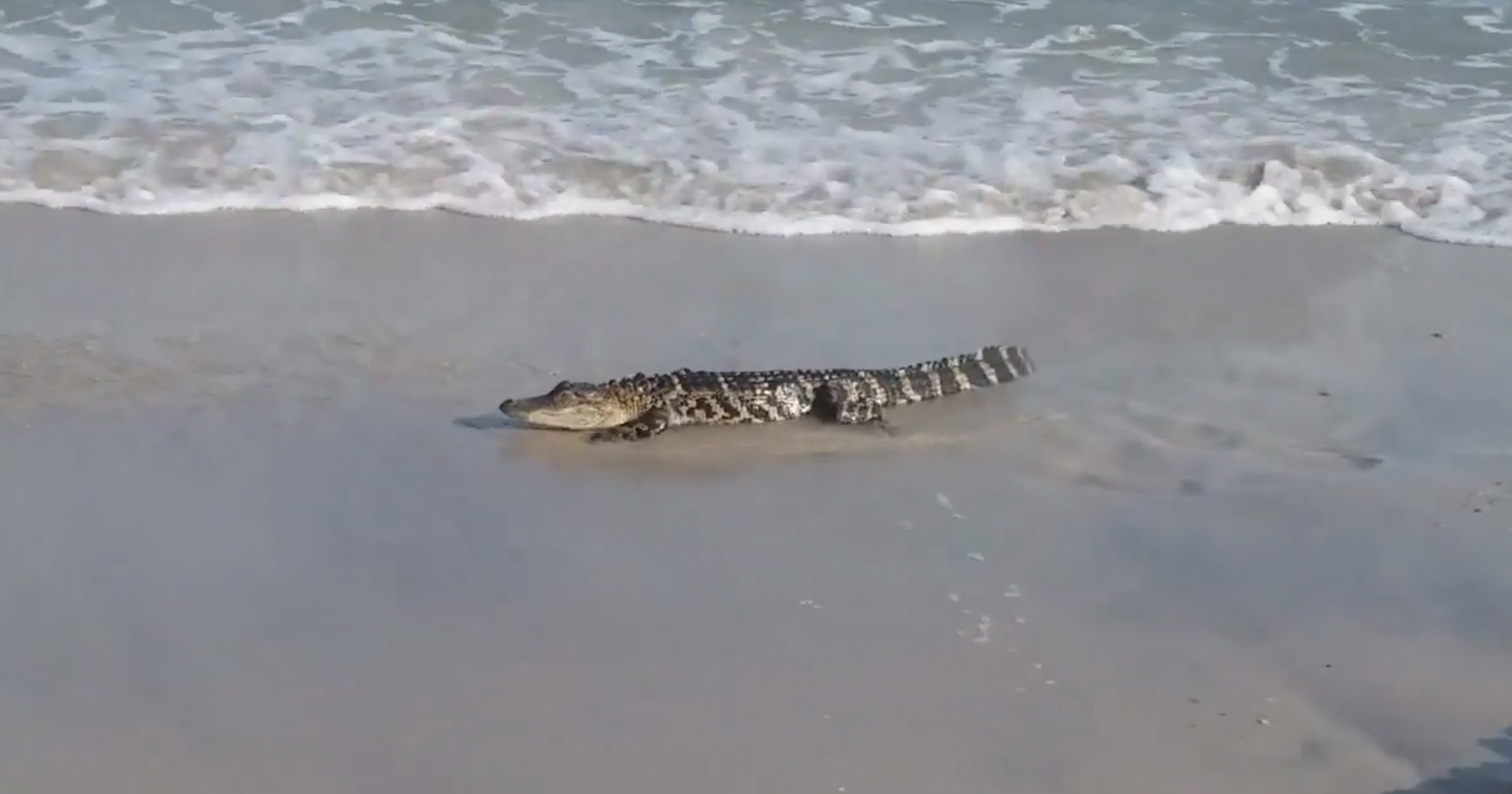Crawl: Loài cá sấu khổng lồ đáng sợ đến mức nào?