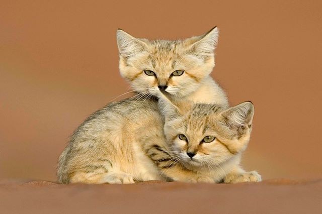 Mèo cát Ả Rập - loài mèo tàng hình lần đầu tiên xuất hiện trước ống kính máy ảnh sau 10 năm vắng bóng - Ảnh 6.