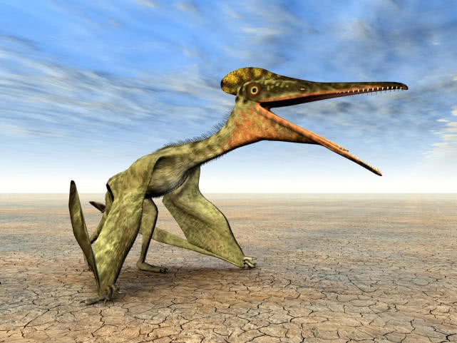 Loài khủng long Pterodactyl, động vật có xương sống duy nhất trên trái đất có thể bay và tự kiếm mồi ngay sau khi chào đời - Ảnh 3.