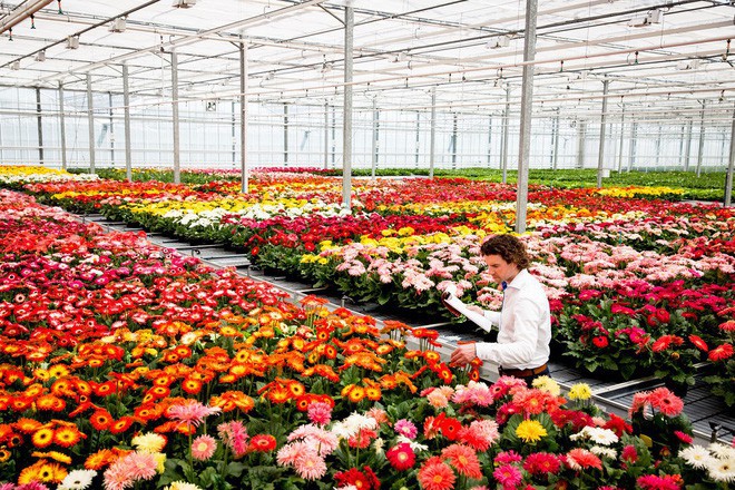 Quốc gia này có diện tích chỉ bằng 1/8 Việt Nam nhưng lại chi phối ngành hoa 100 tỷ USD thế giới: Đầu tư công nghệ, giao dịch hoa như cổ phiếu - Ảnh 2.