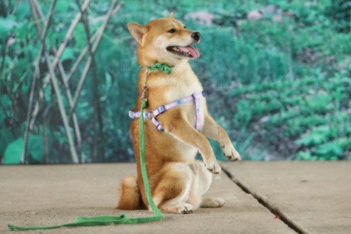 Shiba Inu: Đừng bỏ lỡ ảnh Shiba Inu đáng yêu này! Bạn sẽ không muốn bỏ lỡ cơ hội để thưởng thức hình ảnh của loài chó bản địa Nhật Bản đáng yêu này.