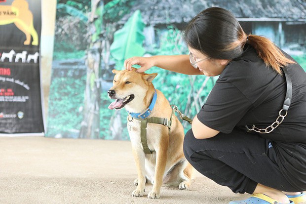 NSX Cậu Vàng lên tiếng giữa tâm bão tranh luận về chú chó Nhật: Chó ta thiên tính tự nhiên cao, không đáp ứng được kĩ thuật! - Ảnh 1.