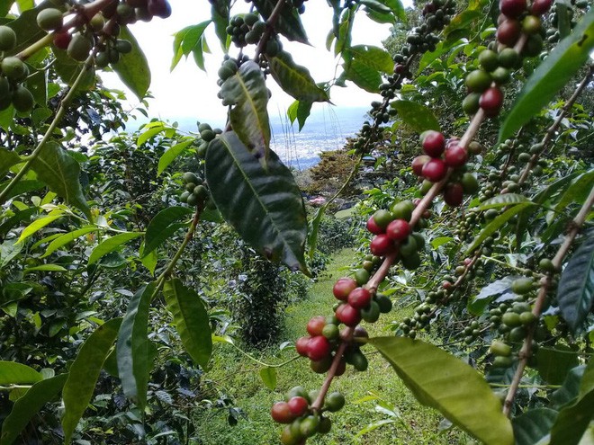 Đằng sau mức giá 41 triệu đồng / kg cà phê vàng đen Elida Geisha: Cà phê cực kỳ khó chăm sóc, chỉ ngon nếu được trồng ở vùng đất đặc biệt - Ảnh 7.
