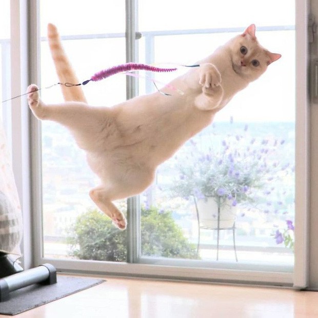 Internet lại rần rần vì boss mèo chuyên tạo dáng chụp ảnh đậm chất hiphop siêu ngầu, mà toàn là động tác khó chứ đừng đùa - Ảnh 16.