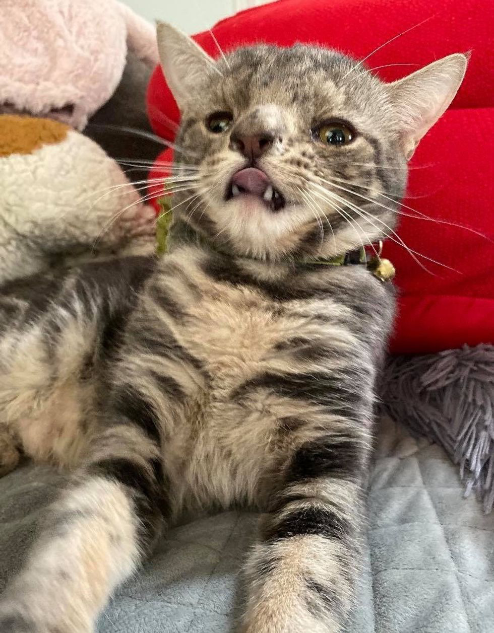 Котик с синдромом дауна