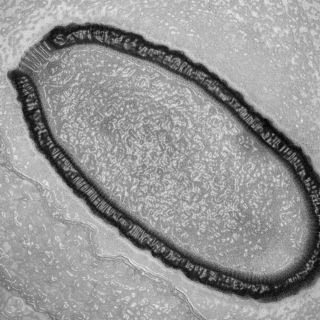 Các nhà khoa học tìm thấy 28 loài virus chưa từng được biết tới trong mẫu băng có từ Kỷ băng hà - Ảnh 3.