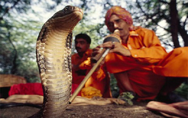 Decoding the secret behind the Indian snake witch's magic act of controlling cobras with a trumpet - Photo 1.