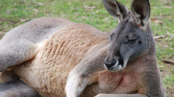 Con kangaroo hồn nhiên vào nhà dân ăn vụng rồi còn đấm người đến mức phải nhập viện vì gãy cổ tay - Ảnh 1.