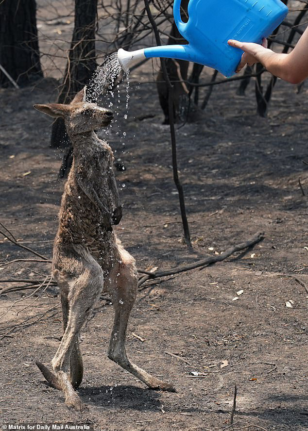  Cháy rừng ở Australia: Mưa lớn đã xuất hiện, trở thành vị cứu tinh cho lính cứu hoả! - Ảnh 1.