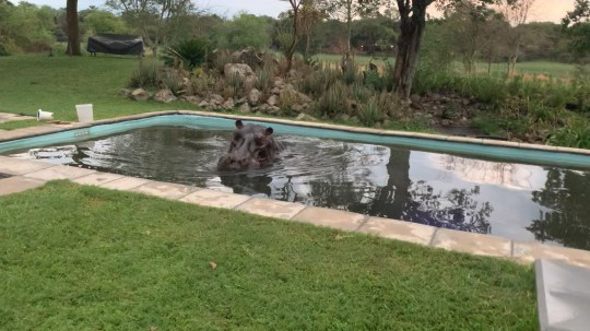 Đầu xuân năm mới, con hà mã lao vào bể bơi nhà dân tắm rửa chán chê xong bĩnh luôn hơn 100kg phân cho chủ nhà tha hồ dọn - Ảnh 2.