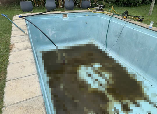 Đầu xuân năm mới, con hà mã lao vào bể bơi nhà dân tắm rửa chán chê xong bĩnh luôn hơn 100kg phân cho chủ nhà tha hồ dọn - Ảnh 3.