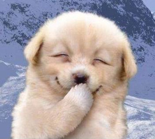 Hình con chó  Top 10 ảnh con chó đẹp siêu đáng yêu  Blog Sharepng