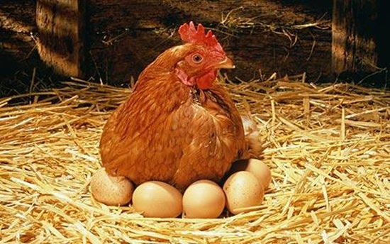 Đã chứng minh "con gà có trước, quả trứng có sau" 1