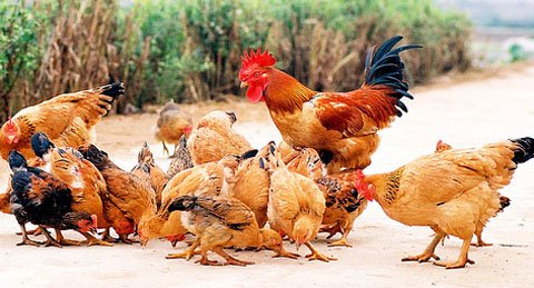 Game thủ trộm 120 con gà để lấy tiền mua đồ khủng 3