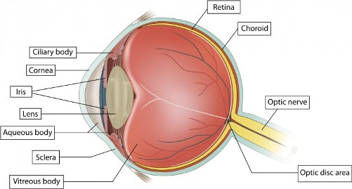 cong-nghe-nano-retina-mang-anh-sang-tro-lai