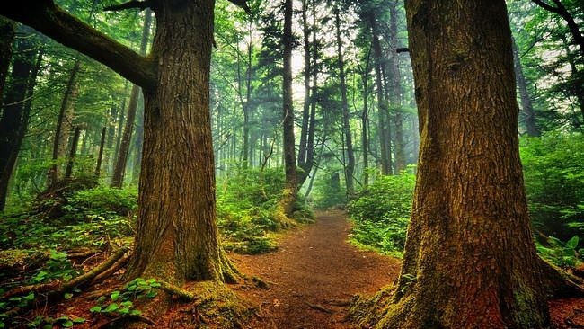 Những hình ảnh đẹp nhất ảnh phong cảnh núi rừng tạo cảm giác gần gũi với  thiên nhiên